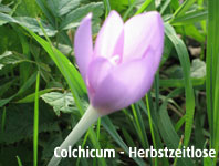 Colchicum - Herbstzeitlose 