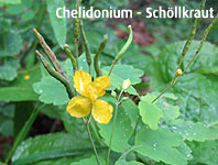 Chelidonium - Schöllkraut